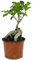 Ficus Ginseng Bonsaibaum lebende innen Dekoration innen Hauspflanze im 12cm Topf