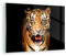ARTTOR Bilder auf Glas tiger tier Glasbild 70x50cm Wandbilder Dekoration Wohnzimmer Schlafzimmer Küche Deko Klein Wanddeko Bild im Glas Wand Kunstdruck Art Modern Wall Decor Glasdruck GAA70x50-4103