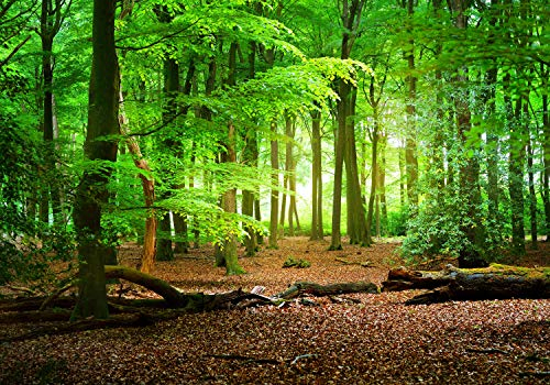 wandmotiv24 Fototapete Wald Sommer Natur, L 300 x 210 cm - 6 Teile, Wanddeko, Wandbild, Wandtapete, grün, Bäume, Stamm M5667
