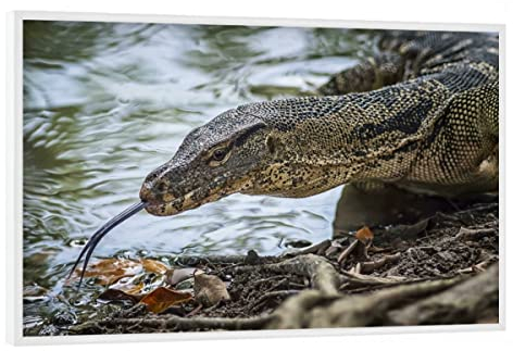 artboxONE Poster mit weißem Rahmen 60x40 cm Natur Monitor Lizard - Bild Lizard Eidechse Forest