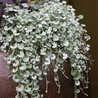 6 x Dichondra sericea 'Silver Falls' Pony Foot Cottage Garden Perennial Plug Plants