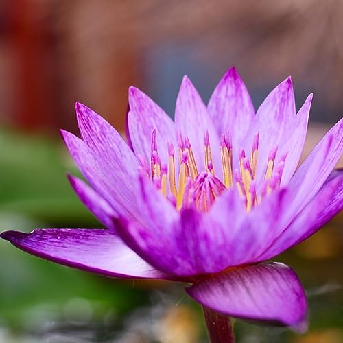 30 pcs lotus seeds samen - bloom pflanzenkübel mini garten teichpflanzen winterhart, lotusblume samen nachhaltige produkte blumenwiese wildflower summer pflanztopf blumen geschenk