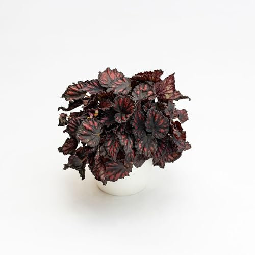Pianta vera di Begonia Magic Colours Etna - Diametro Vaso Ø 8,5 cm