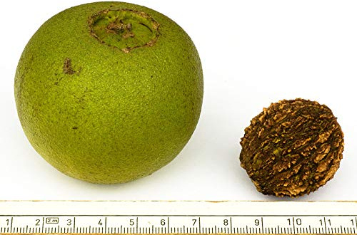 Juglans Nigra Schwarznussbaum 10 Samen-Nüsse Winterharte Rarität