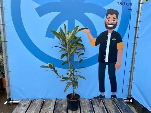 Japanische Wollmispel, Eriobotrya Japonica, Mispel 130-150cm Mispero, Argelino - A+