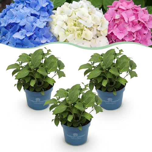 Hortensie Endless Summer Blau - Rosa - Weiß - Hortensie - winterhart - Blau - Rosa - Weiß - 3 Pflanzen - 20-25cm - Ø14cm - Gartenpflanze