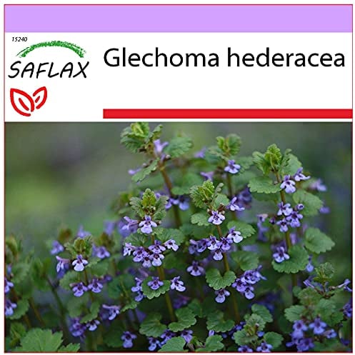 SAFLAX - Heilpflanzen - Gundermann/Gundelrebe - 75 Samen - Glechoma hederacea