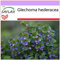 SAFLAX - Heilpflanzen - Gundermann/Gundelrebe - 75 Samen - Glechoma hederacea