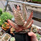 Aloe Vera Pflanze Winterhart - Sukkulenten Echte Pflanzen Für Haus Und Garten - Zimmerpflanzen, Bodendecker Samen Winterhart, Gartensamen Stauden, Aloe Vera Pflanze Kaufen - 300 Stück