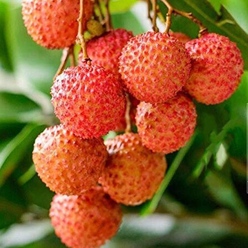 20 Piezas Semillas De Litchi Semillas De Litchi Jardín De Litchi Bonsai Plantación De Plantas De árboles Frutales Raros Semillas de litchi