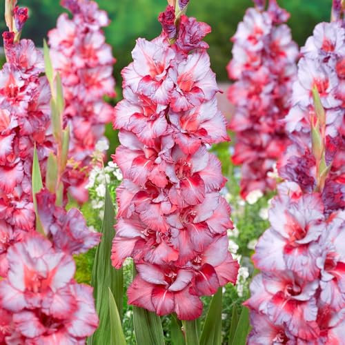 Bulbi di gladiolo, Gladiolo pianta，Piantagione di gladioli in giardino,Piante perenni dai colori vivaci, Creano un romantico paesaggio fiorito-15 bulbi-I