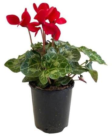 Violeta de los Alpes - Flores Mix Color - Planta Natural - Cyclamen Persicum