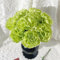100 pcs Nelken Samen, Bartnelken Samen gartenblumen, winterharte pflanzen Nelken Samen Balkon, gartenpflanzen, stauden winterhart gartendeko für draußen, steingarten pflanzen, saatgut