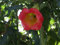 5 Semi di Albero Rosso Brugmansia W102 (Brugmansia sanguinea)
