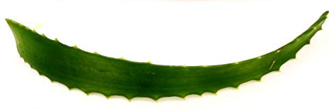 POWERS TO FLOWERS - FOGLIE DI ALOE ARBORESCENS 2 PEZZI, foglie vere
