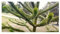 Stk - 3x Araucaria araucana Chilenische Schmucktanne Garten Pflanzen - Samen B1906 - Seeds & Plants Shop by Ipsa