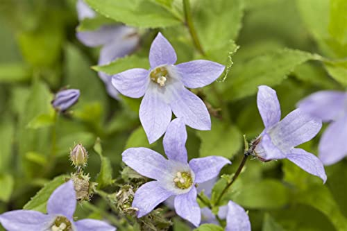 Campanula lactiflora ca. 9x9 cm Topf - Dolden-Glockenblume, violett-blaue Blüten, Blütezeit Juni-August, ideal für Rabatten, bienenfreundlich, pflegeleicht