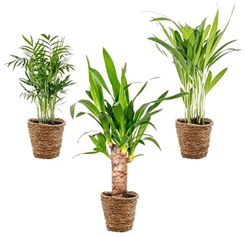 3x Mix di palme tropicali incluso Cestino Coco Seagrass – ⌀12 cm - 20-45 cm