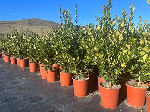 Ligustrum Japonicum Texanum (Ligustro Texano) vaso 19 cm