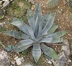 20 semi di Agave succulenta