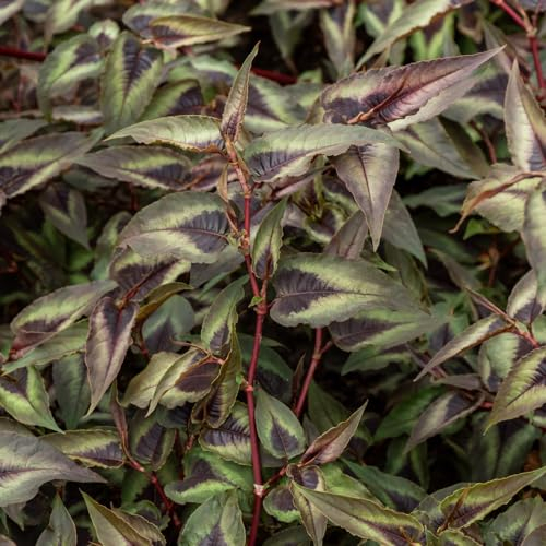 Persicaria 'Red Dragon'. Plug Plant x 4. Exotic Plant for Foliage. Ideal for Patio pots or Jungle plantings. Available from Bedwen Plants