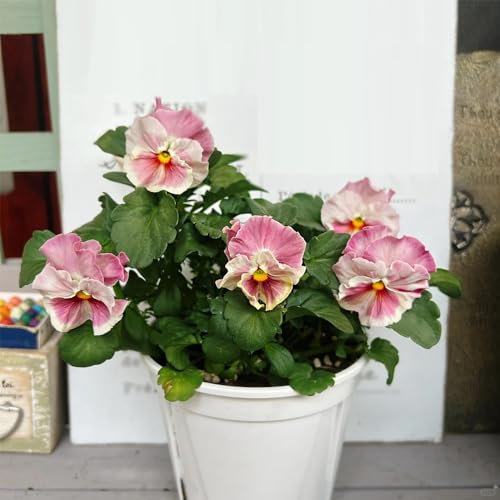 100 piezas Semillas de pensamiento Semillas de flores silvestres, semillas de lecho elevado. Semillas de plantas de pensamiento - Viola Tricolor Semillas de variedades antiguas, semillas
