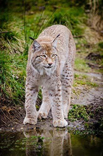 Poster Plakat Großer Luchs Wildes Tier Naturfoto