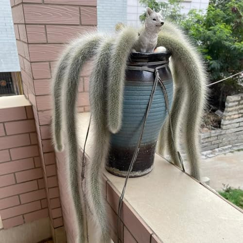semillas de cactus cola de mono, semillas exóticas Semillas de Hildewintera colademononis, Plantas resistentes para el jardín. semillas de plantas de interior balcón con cama elevada, 40pcs