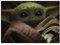 Komar Star Wars Mandalorian The Child Cute Face | Baby Yoda, Dekoration, Wandbild, Poster, Kunstdruck | Größe 50 x 40 cm | ohne Rahmen | WB-SW-005-50x40, Bunt, 50 x 70 cm