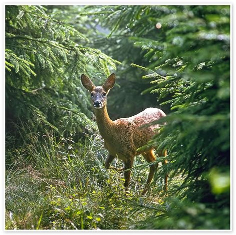 Das Reh im Wald Poster von Reinhard Siegel 40 x 40 cm Grün Wandbilder Wanddeko