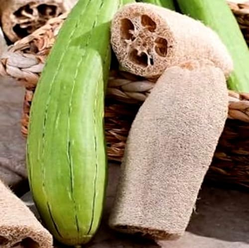 Gourd Luffa 20 Seeds + Freebie + Plant tag Vegetable Sponge, Yellow