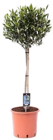Trendyplants - Olea Olive - Olivier - Plante de jardin - Hauteur 90-110 cm - Taille du pot Ø22cm