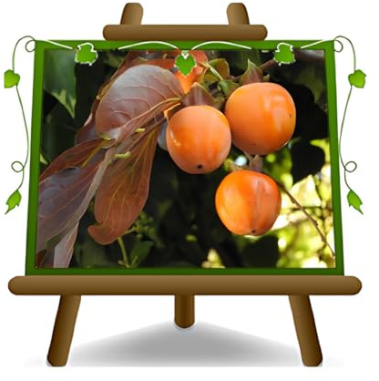 EURO PLANTS VIVAI Kaki Cioccolatino – Variété Ancienne – Plante Fruitière en Pot Ø 20 cm – Hauteur 100–140 cm – Âge 2 Ans