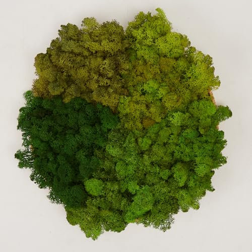 prefleur 5-Farben-Mix-Packung, konserviertes Rentiermoos, natürliches Grün, DIY-Set, Gartenkunst, Wanddekoration, Floristen-Dekor (0,45 kg) (Grün-01 Grün-02 Grün-03 Grün-04 Grün-11)