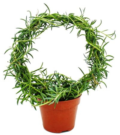 Exotenherz Senecio radicans - Bananen-Halskette - am Rundbogen 15cm Topf