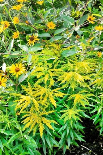 Goldrute 'Strahlenkrone' im Topf Solidago winterhart Schnittblume