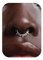 BodyBonita 16G Spike Septum Piercing – 316L Edelstahl Nasenpiercing Conch Helix Piercings Schmuck Nasenring Tragus Daith Knorpel Ohrpiercing Silber 8mm Stil 10