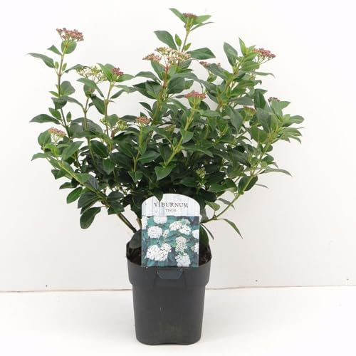 Viburno tino Viburnum tinus lentaggine 3 piante da siepe sempreverde in vaso ø9 cm Vivaio di Castelletto