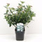 Viburno tino Viburnum tinus lentaggine 3 piante da siepe sempreverde in vaso ø9 cm Vivaio di Castelletto