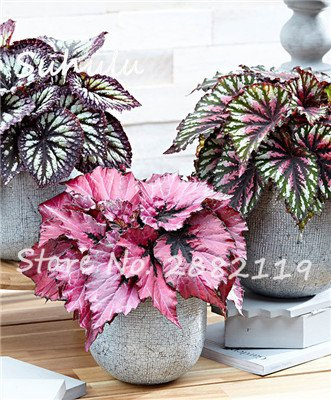 50 pz semi di begonia cortile balcone Coleus semi di fiori purificano calore resistente piante carnose giardino fai da te a casa aria 7