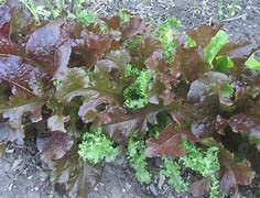 Cut and Come Again Salad Pack, 6 Plug Plants for Patio Pot or Veg Garden