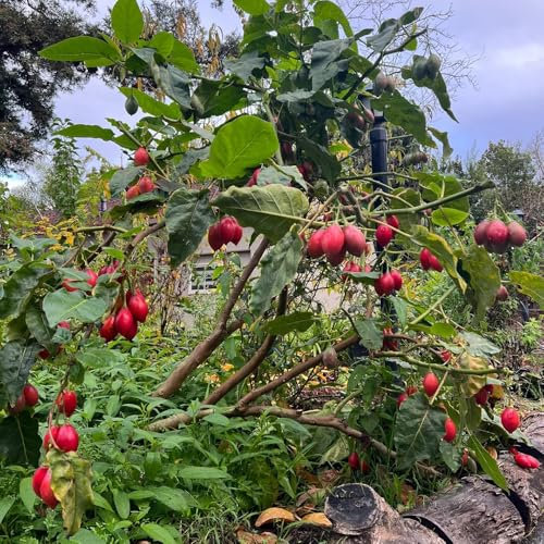 Semillas resistentes del árbol del tomate, semillas de frutas, fruta fresca Semillas de tomate de árbol de tamarillo, semillas exóticas, semillas de bonsái plantar vegetales balcón de 10pcs