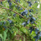 semi di mirtillo siberiano honeyberry, aiuola rialzata da giardino piante rare semi di fiori in aiuola rialzata alberi da frutto nani serra colonnare per frutta interno decorazione 300pcs