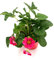 Erdbeer Pflanze Toscana Fragaria ananassa Frucht Pflanze 2stk.