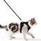 Katzengeschirr mit Leine Ausbruchsicher Katzenleine Set Verstellbar weich Kätzchenweste mit Reflektierenden Streifen Brustgeschirr für kleine Kitten (Schwarz, XXS)