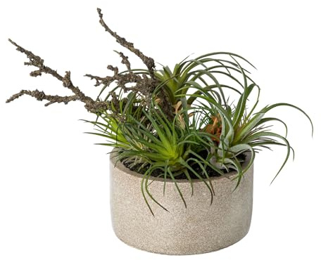 CREATIV green Tilandsidien Pflanzen Mix 26cm I Tillandsia mit naturgetreuen Blättern in grün I hochwertige & stilvolle Zimmerpflanzen in Zementschale I Tillandsien künstlich ideal als Indoor Deko