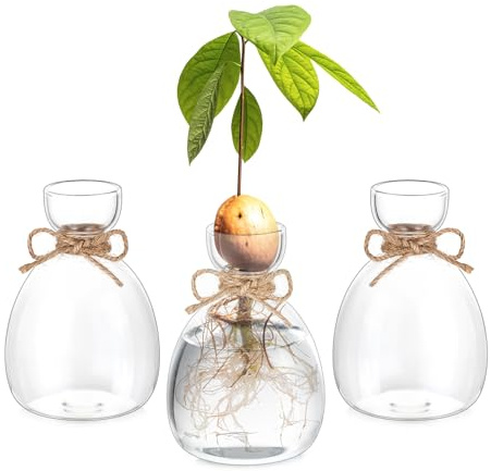Hewory Avocado Seed Starter Vase: 3Pcs Glass Avocado Planter for Growing