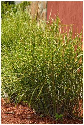 Stauden Gänge 5 x Miscanthus sinensis 'Little Zebra' kleines Zebraschilf | Mittelhohes Ziergras für Sonne, Blüte September bis Oktober, mehrjährig, 1 L Topf (11x11 cm)