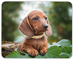 Destination Vinyl Ltd Cute Dachshund Mouse Mat Pad - Sausage Dog Puppy Hound Kids Computer #16292