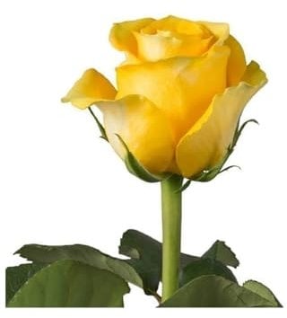 JARDIN202 - Rosas Variadas | Flor Natural | Ramo de 12 tallos | 60cm de alto | Amarillas Brighton